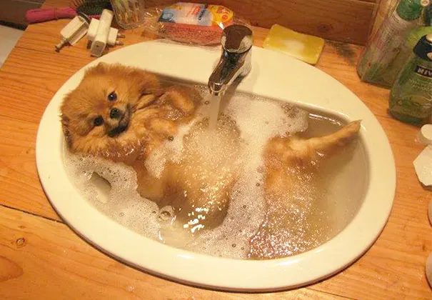 Luxury dog spa bath